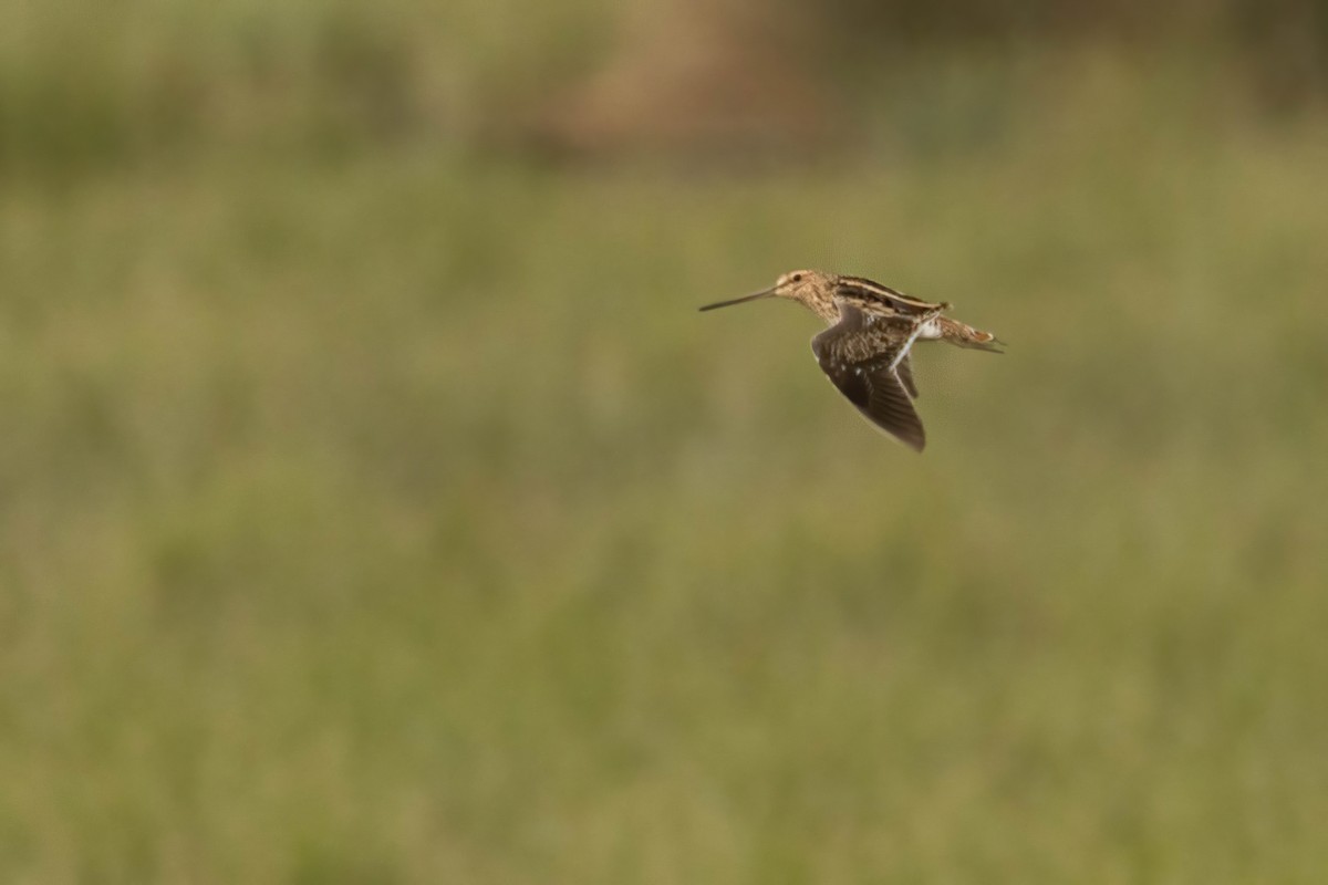 Common Snipe - ML616538460