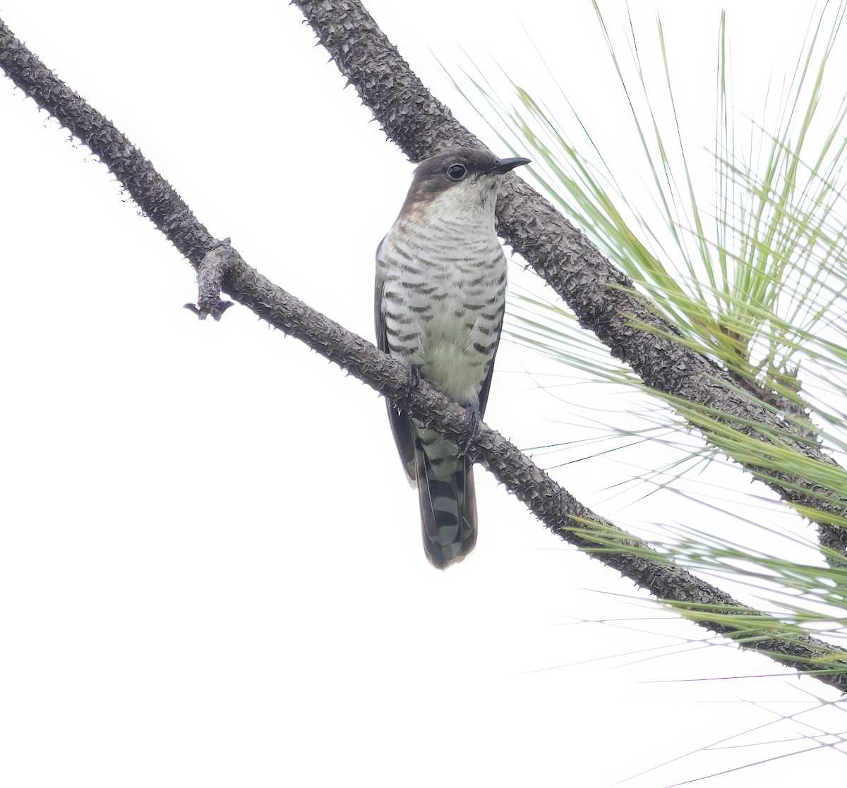 Shining Bronze-Cuckoo (New Caledonian) - ML616538464