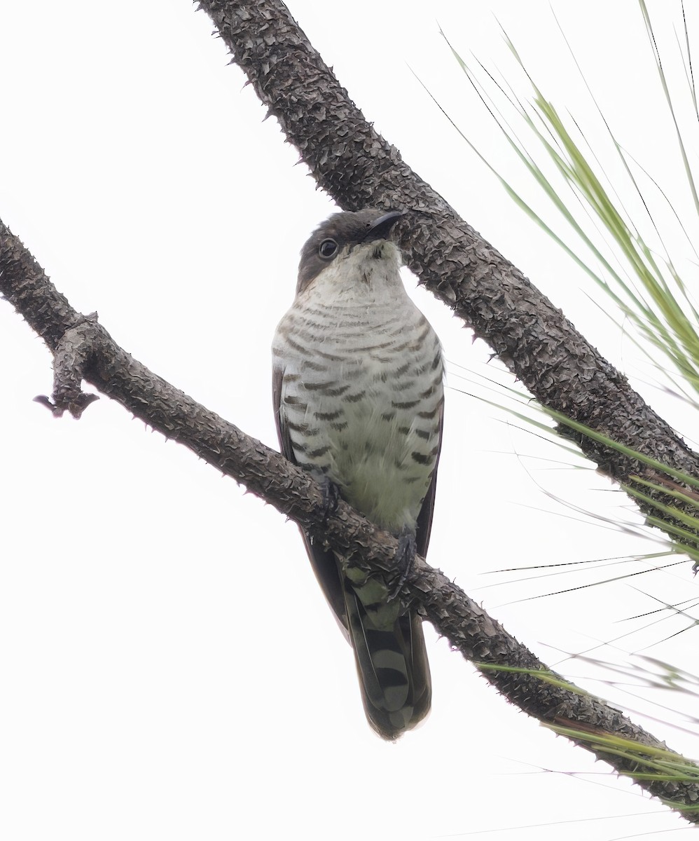 Shining Bronze-Cuckoo (New Caledonian) - ML616538465