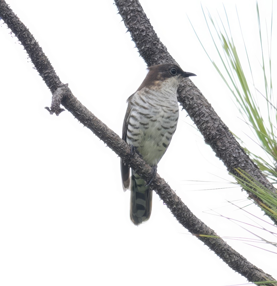 Shining Bronze-Cuckoo (New Caledonian) - John Gregory