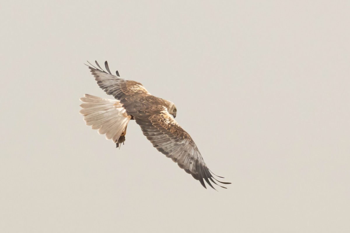 Western Marsh Harrier - ML616538467