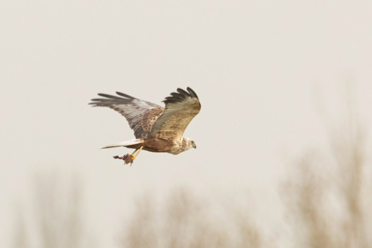 Western Marsh Harrier - ML616538468