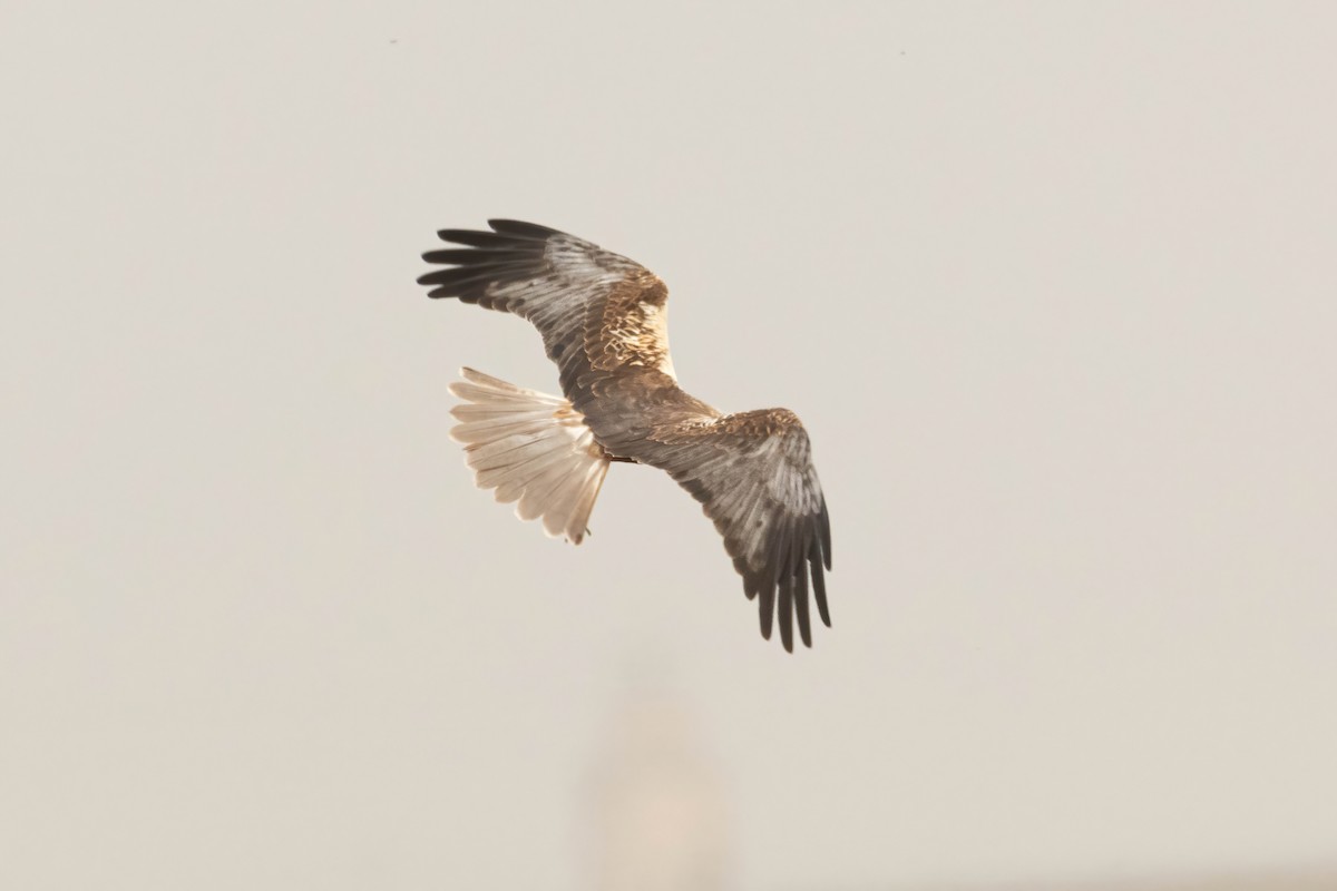 Western Marsh Harrier - ML616538469