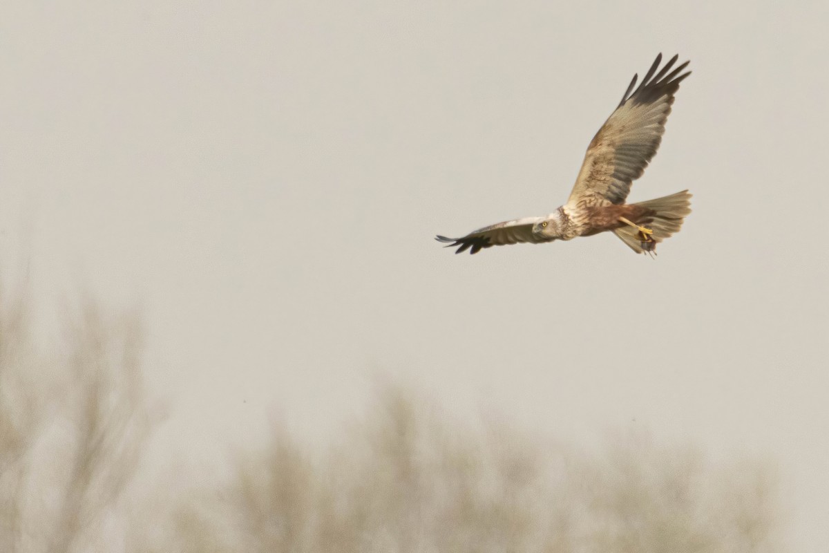 Western Marsh Harrier - ML616538470