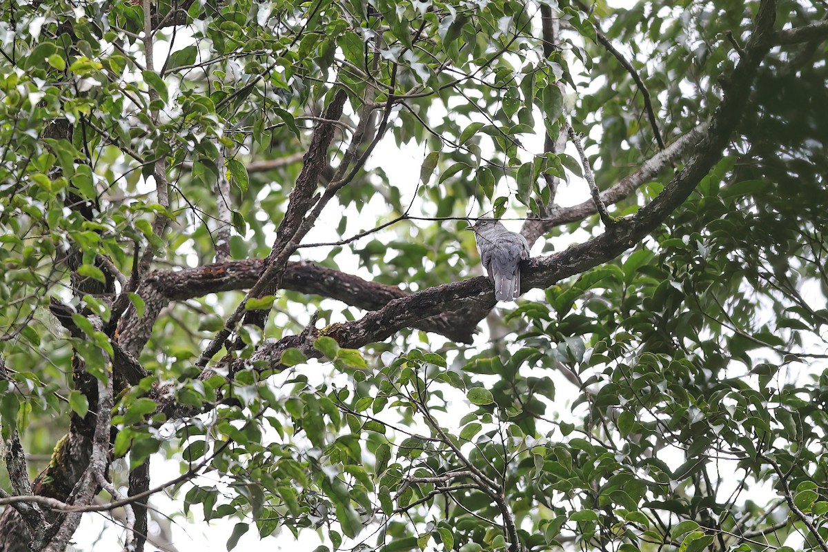 Sunda Cuckoo - Chun Fai LO