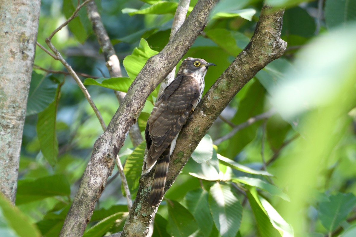 Large Hawk-Cuckoo - ML616538496