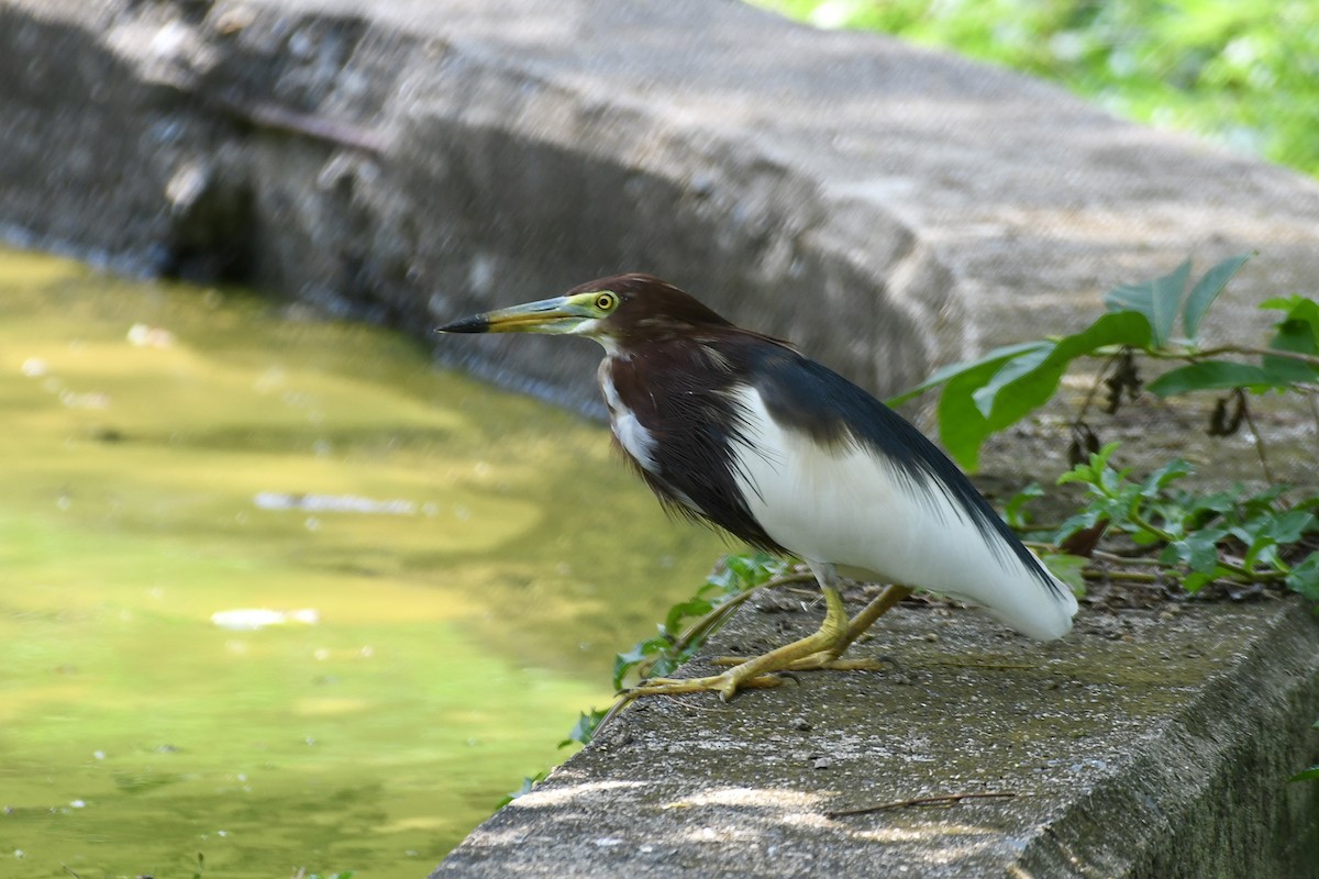 Chinese Pond-Heron - ML616538499