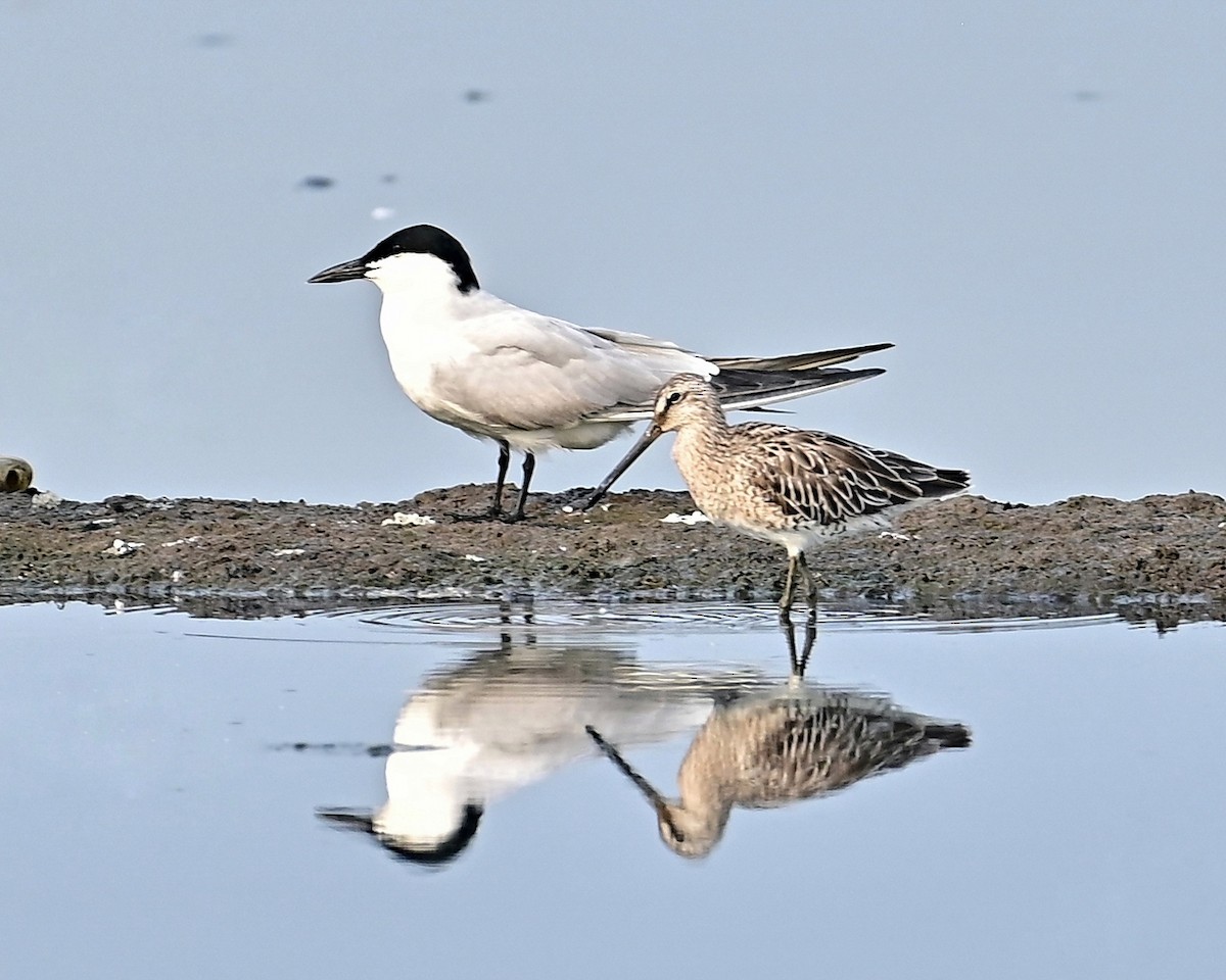 Asian Dowitcher - ML616538504