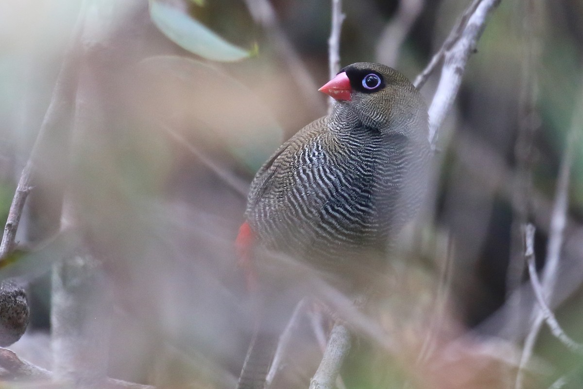 Beautiful Firetail - Scott Eaton