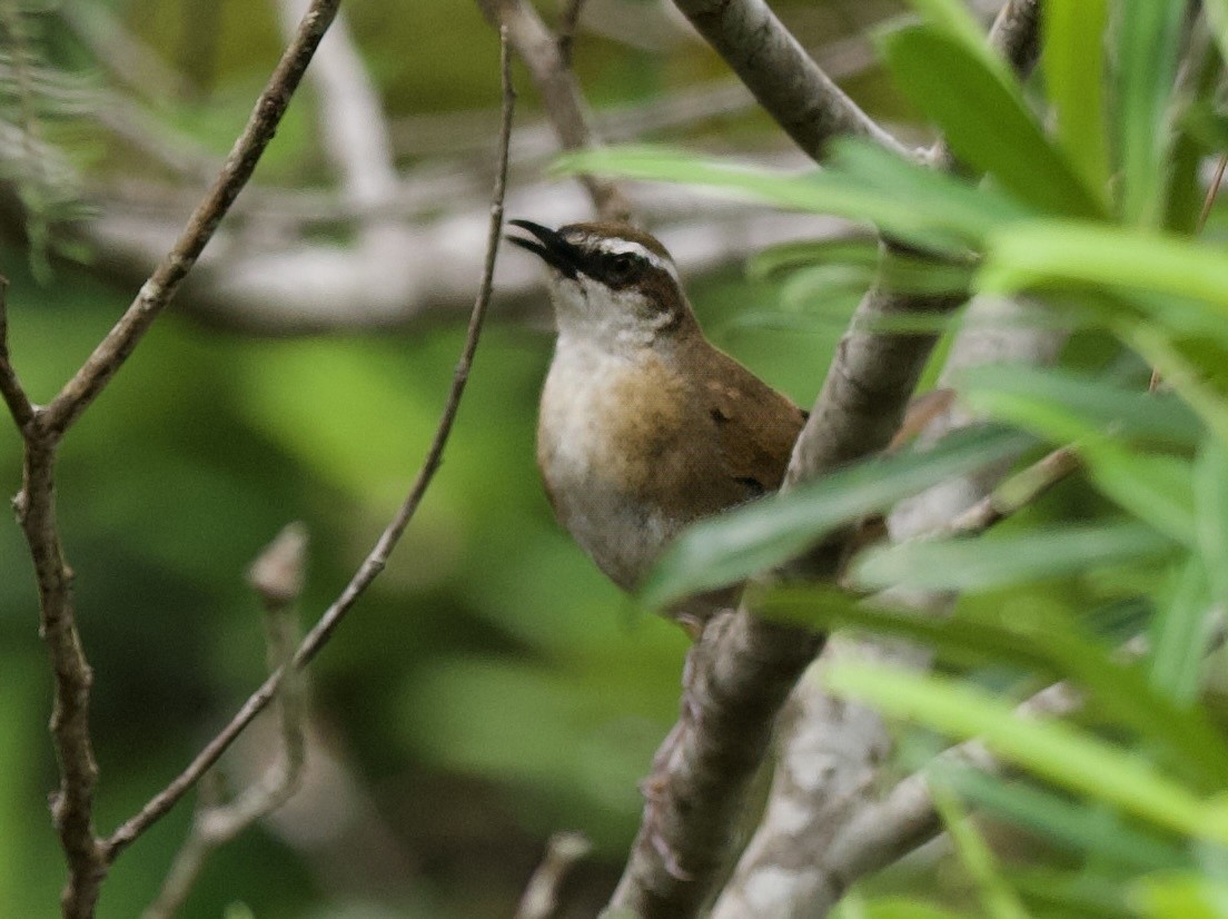 New Caledonian Grassbird - ML616538593