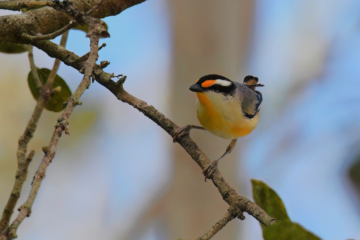 Striated Pardalote - ML616538622