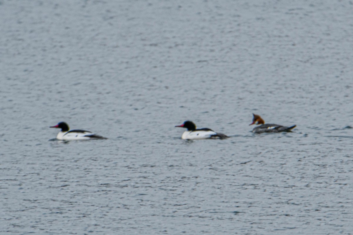 Common Merganser - ML616538648