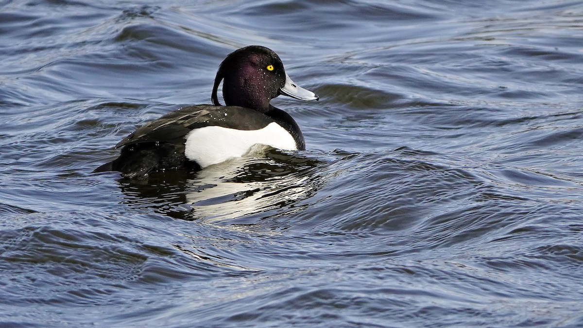 Tufted Duck - ML616538667