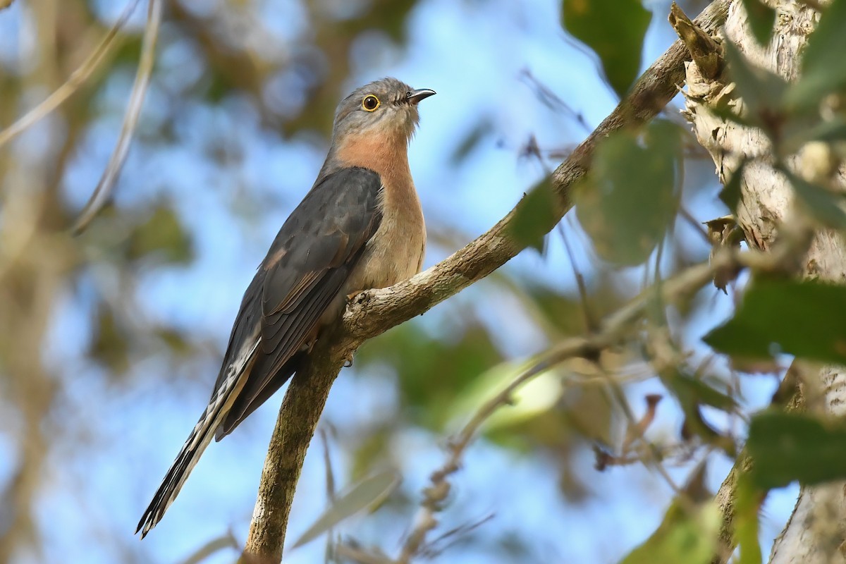 Fan-tailed Cuckoo - ML616538718