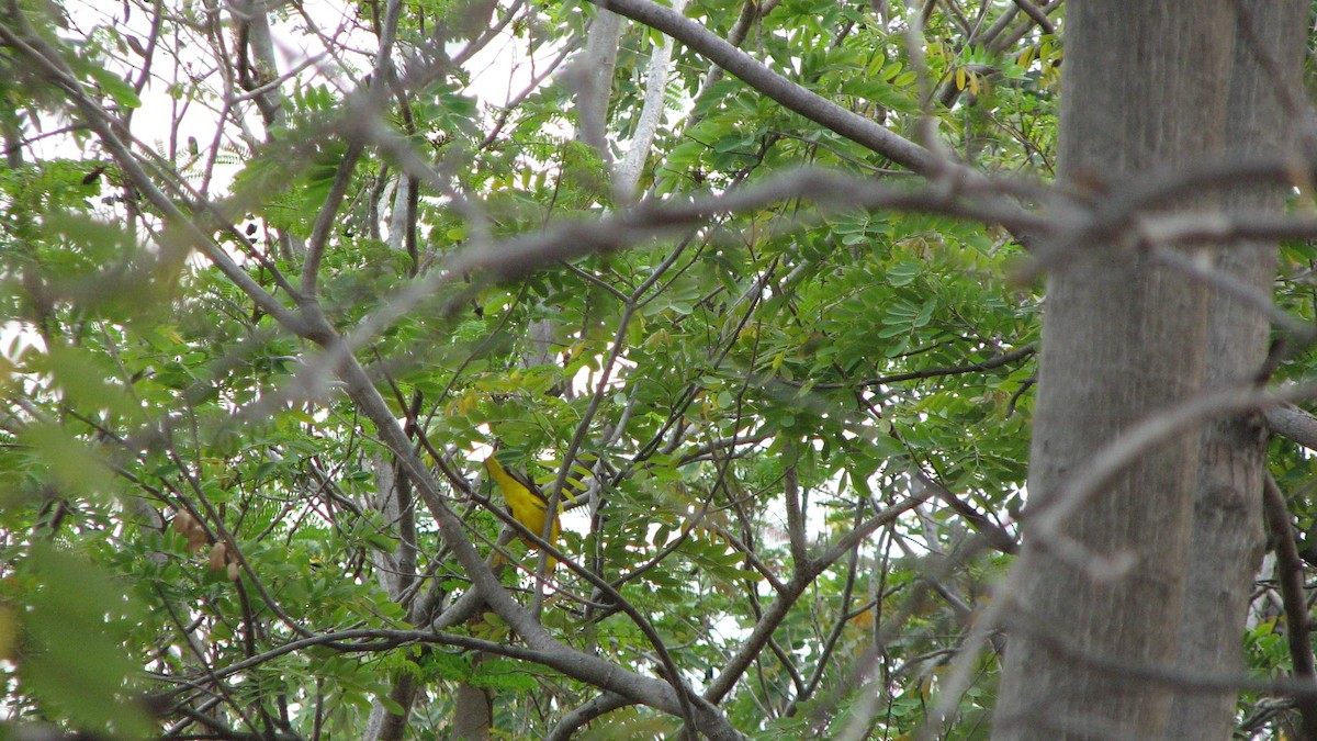 Indian Golden Oriole - ML616538723