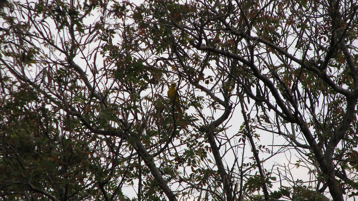 Indian Golden Oriole - ML616538724