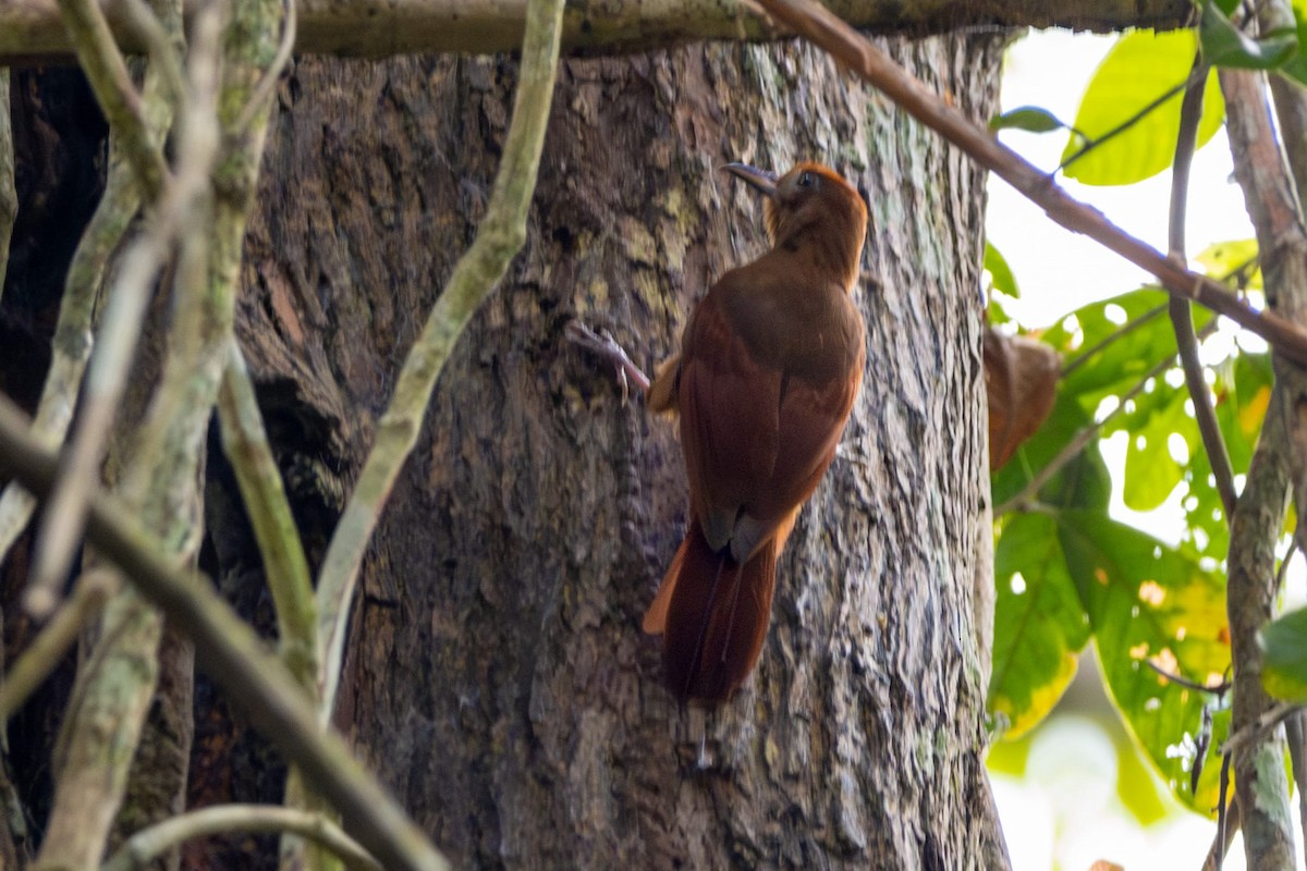 Ruddy Woodcreeper - ML616538727