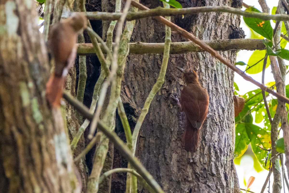 Ruddy Woodcreeper - ML616538737