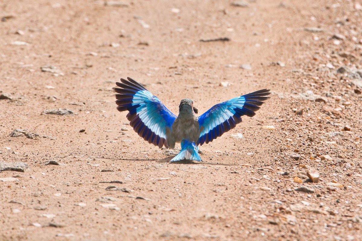 Lilac-breasted Roller - ML616538761