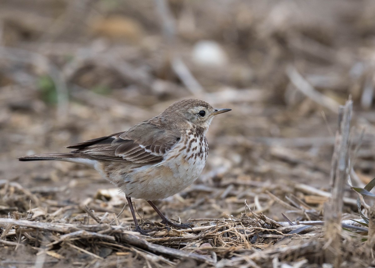 Pipit d'Amérique - ML616538788