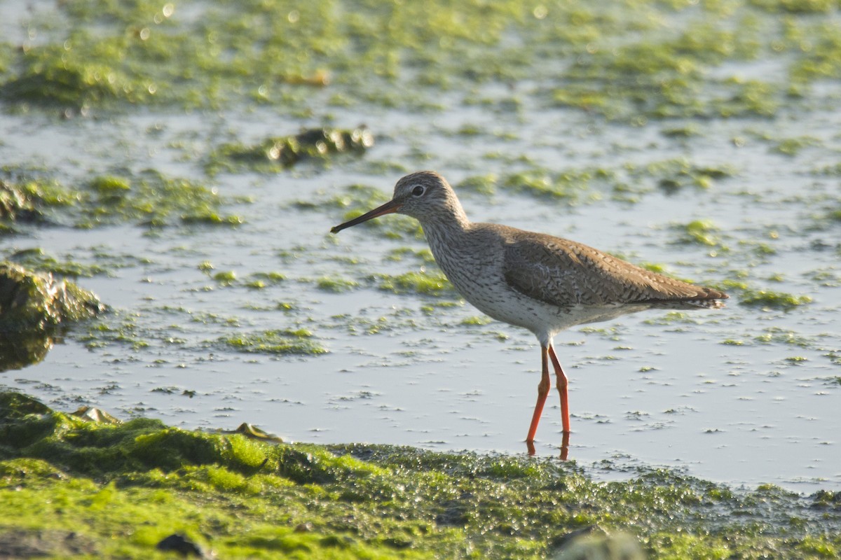 Common Redshank - ML616538794