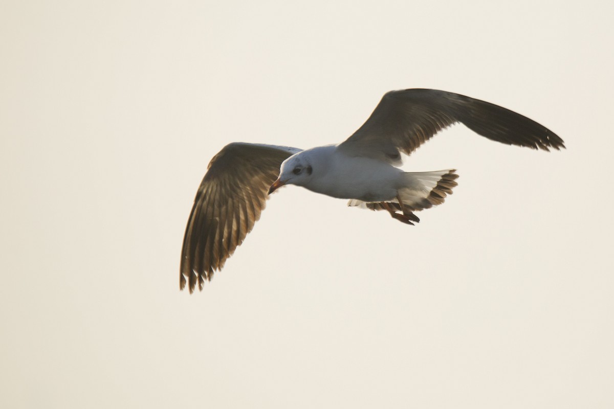 Brown-headed Gull - ML616538803