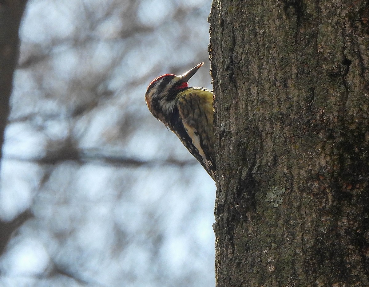 Yellow-bellied Sapsucker - ML616538811