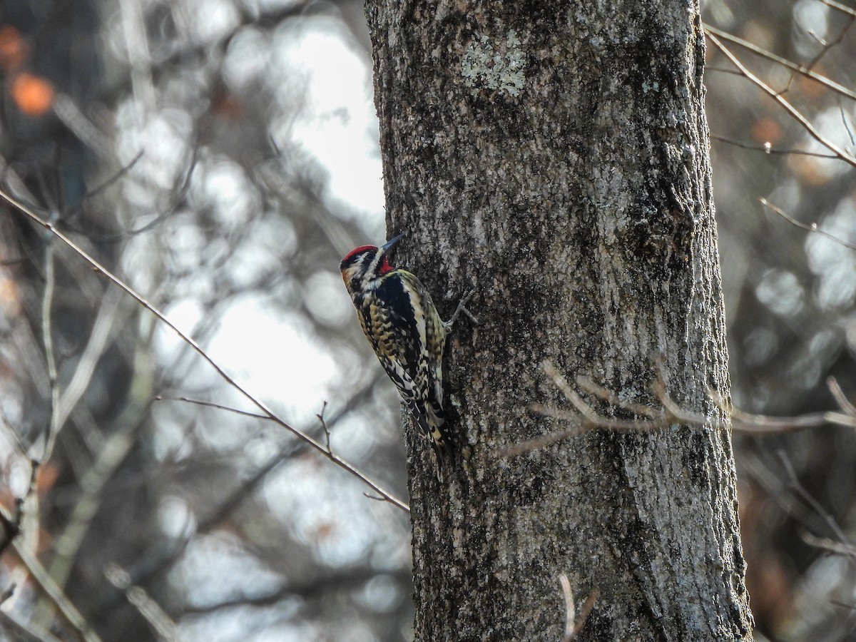 Yellow-bellied Sapsucker - ML616538818