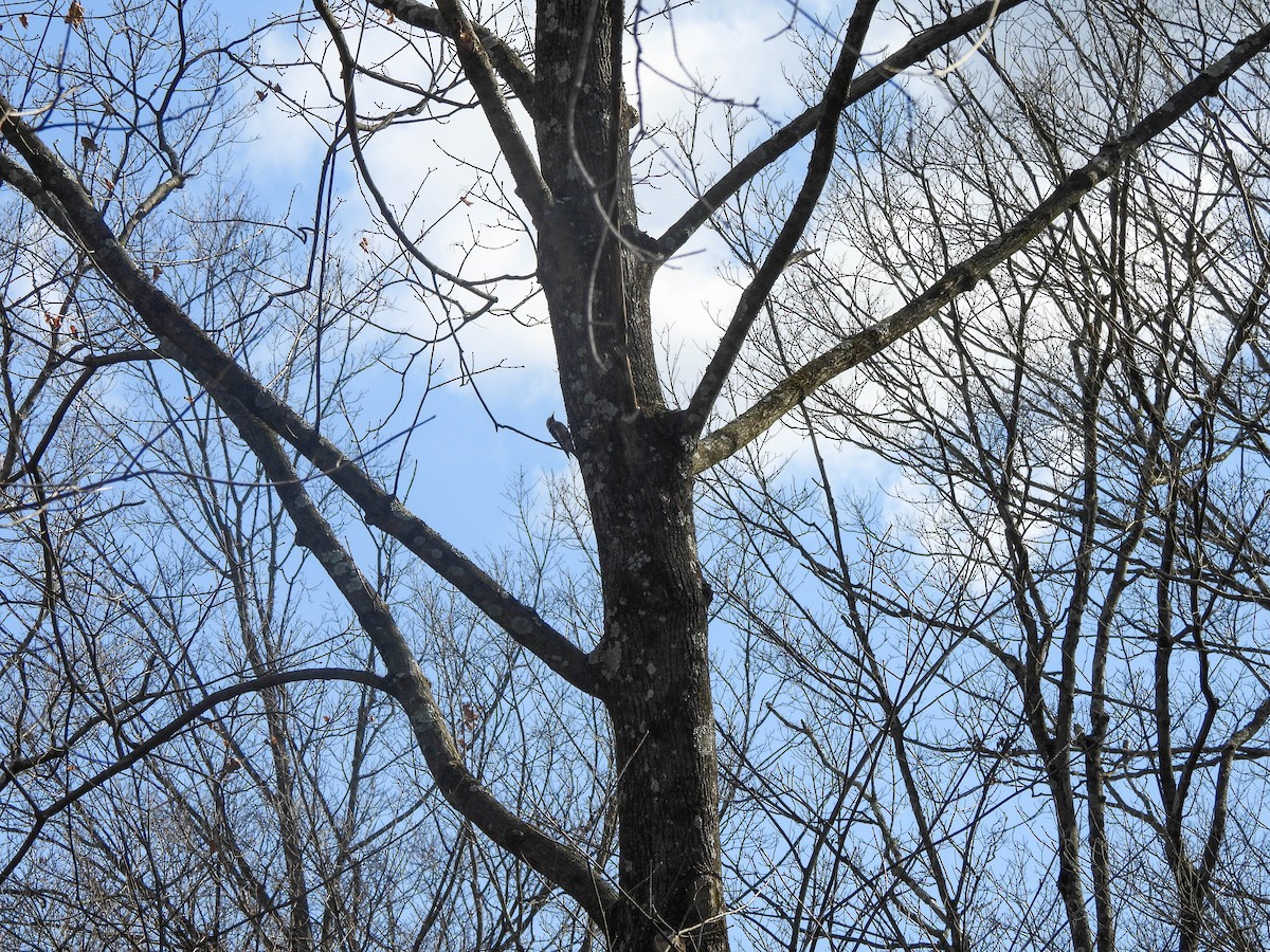 Yellow-bellied Sapsucker - ML616538820