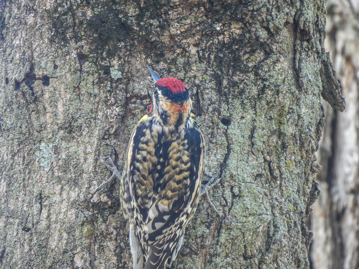 Yellow-bellied Sapsucker - ML616538821