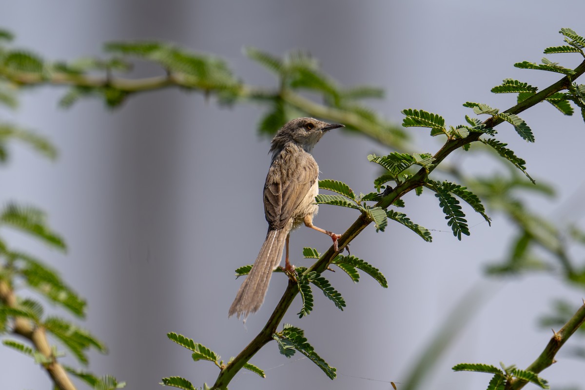 Delicate Prinia - ML616538836