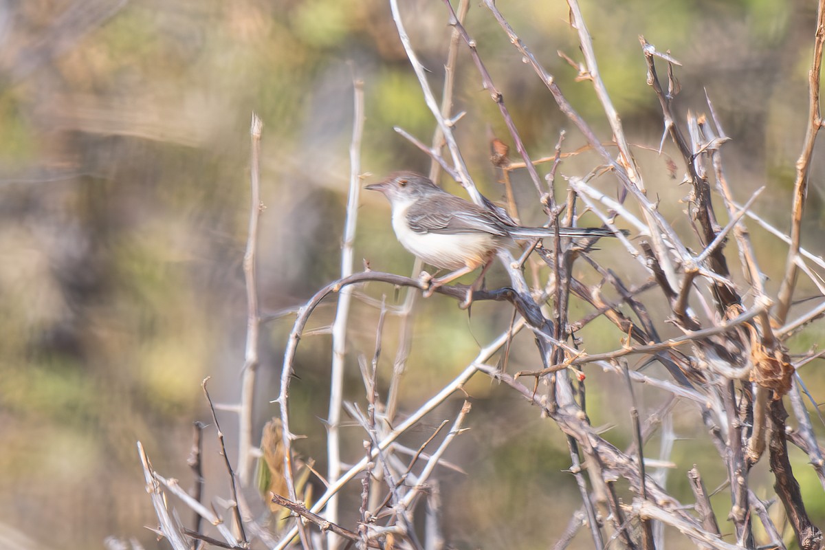Red-fronted Prinia - ML616538837