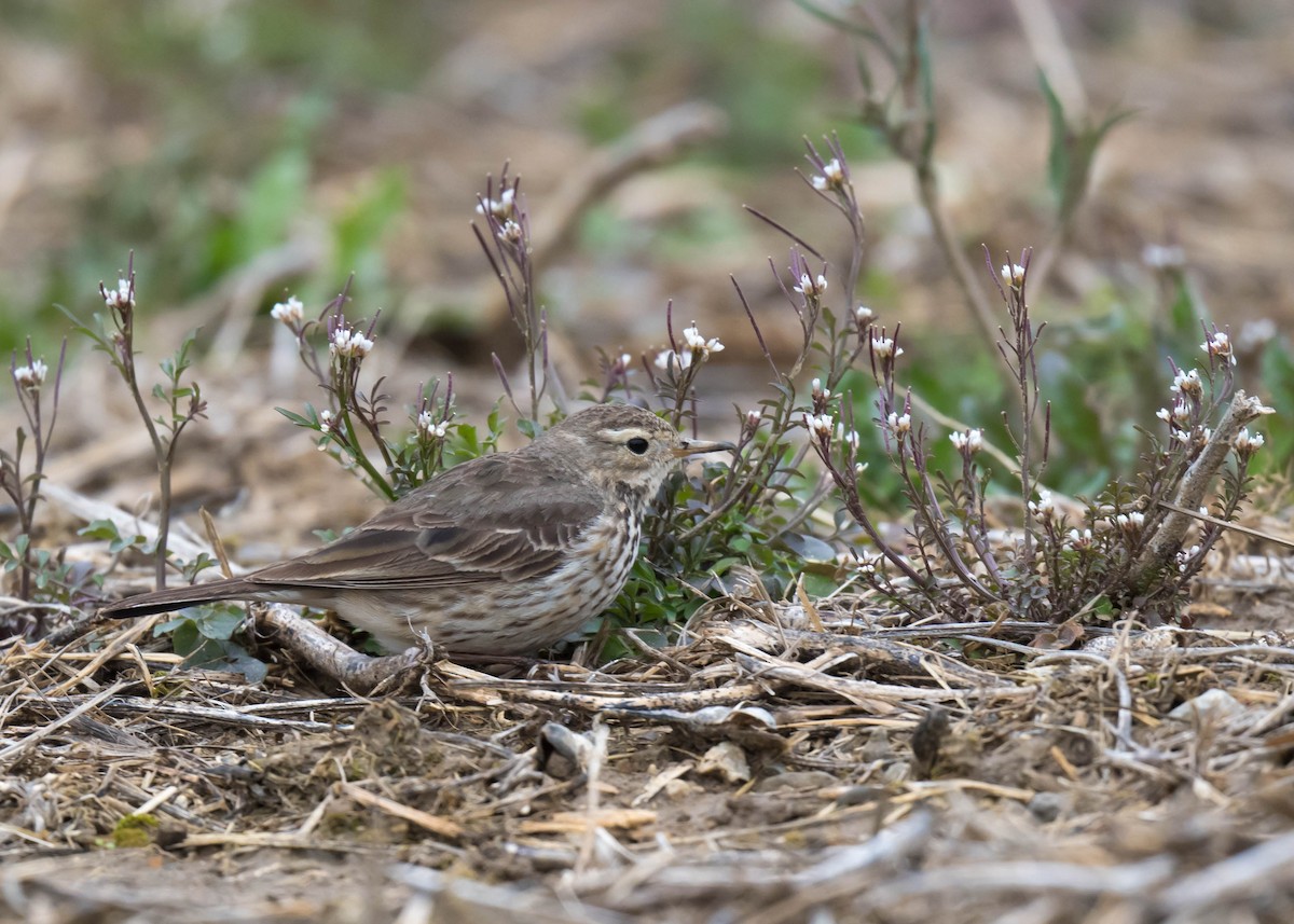 Pipit d'Amérique - ML616538841