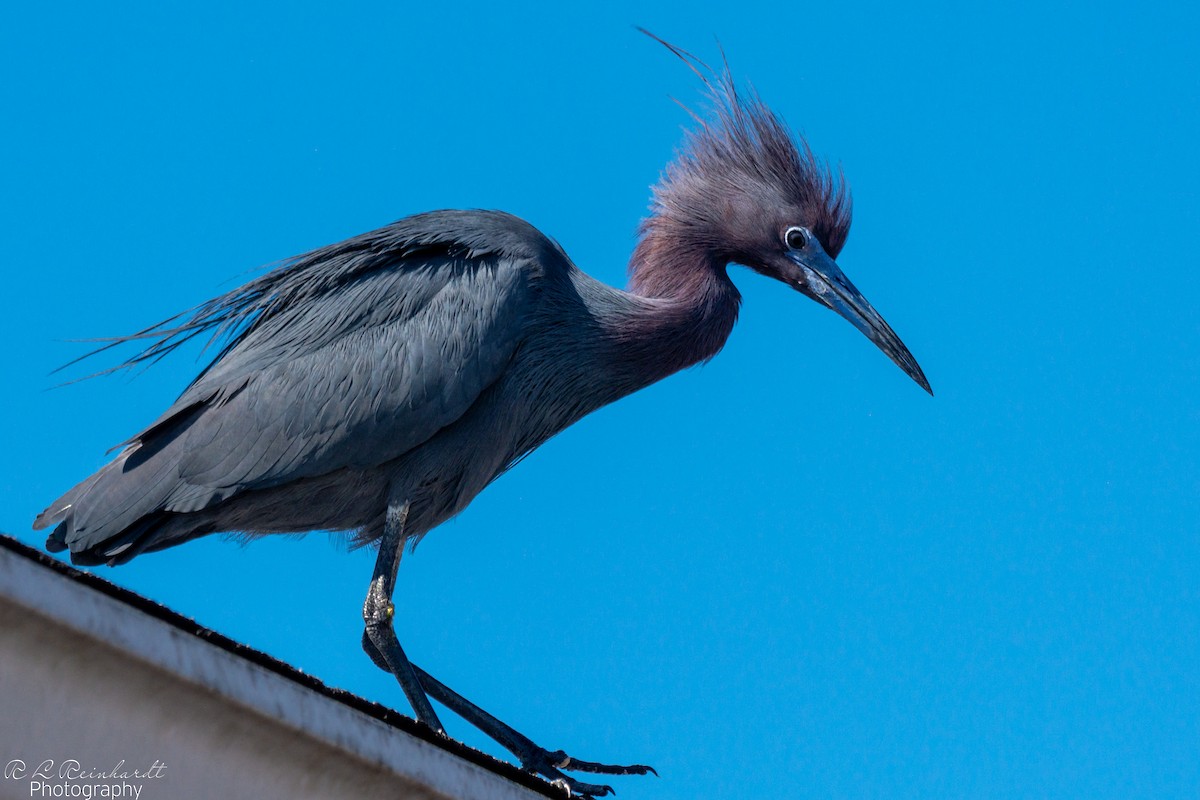 Little Blue Heron - ML616538844