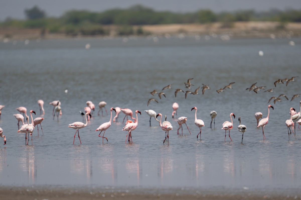 Lesser Flamingo - Aditya Rao