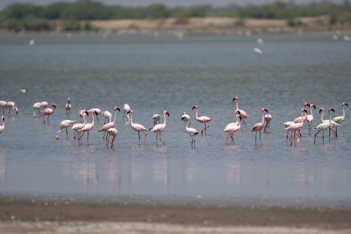 Lesser Flamingo - Aditya Rao