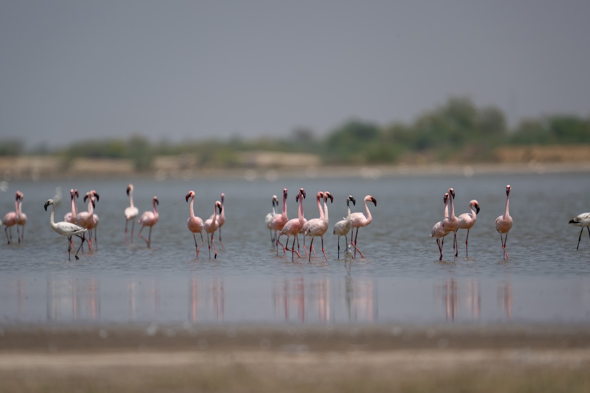 Lesser Flamingo - Aditya Rao