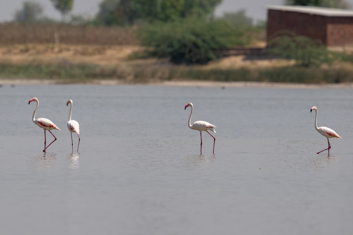 Greater Flamingo - Aditya Rao