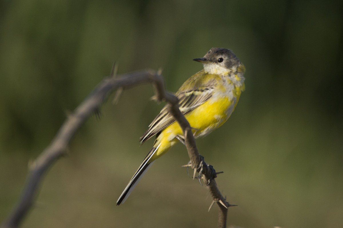 Western Yellow Wagtail - Harmeet Basur