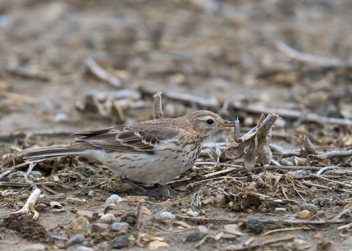 Pipit d'Amérique - ML616538867