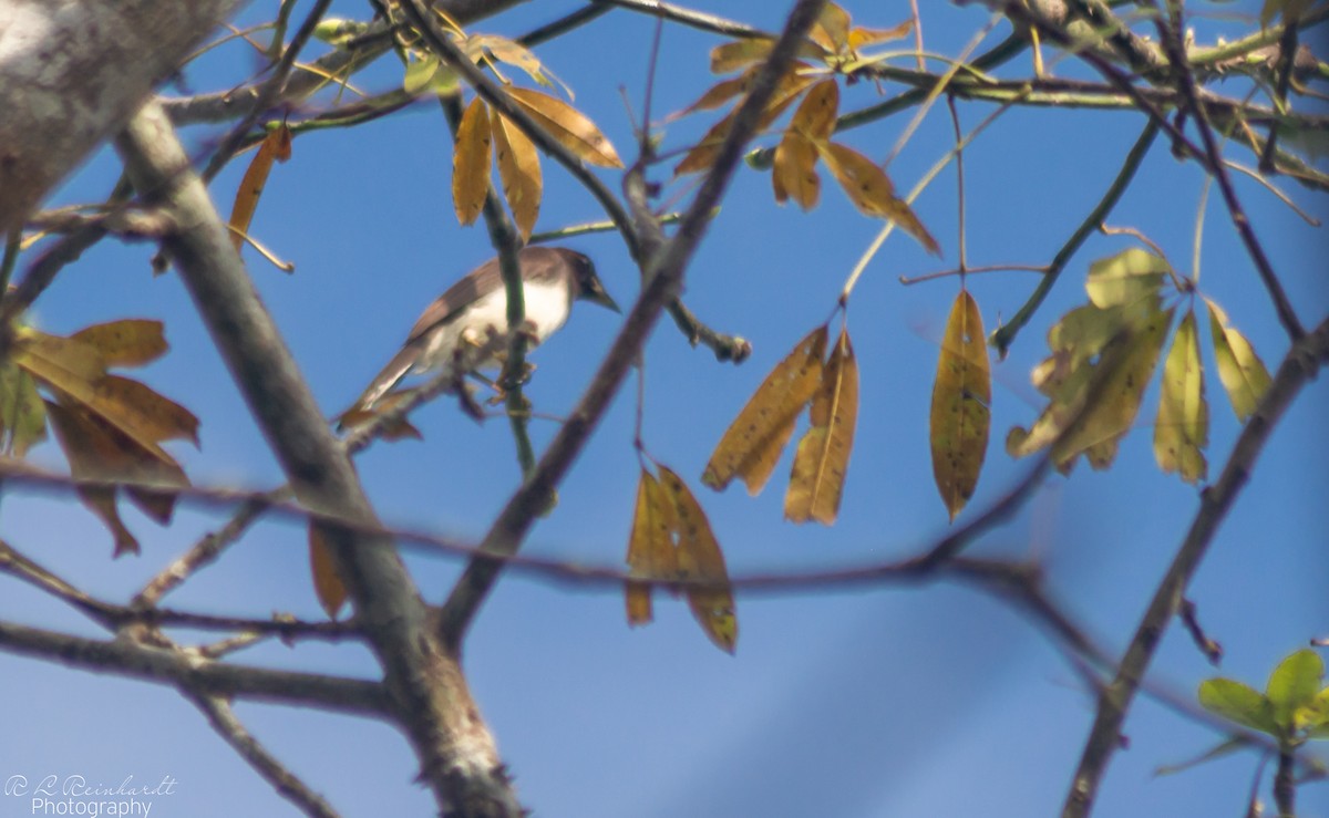 Brown Jay - ML616538880