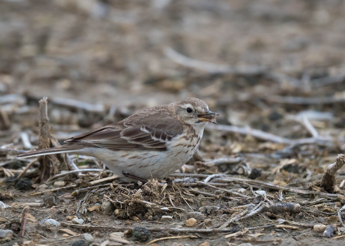 Pipit d'Amérique - ML616538908