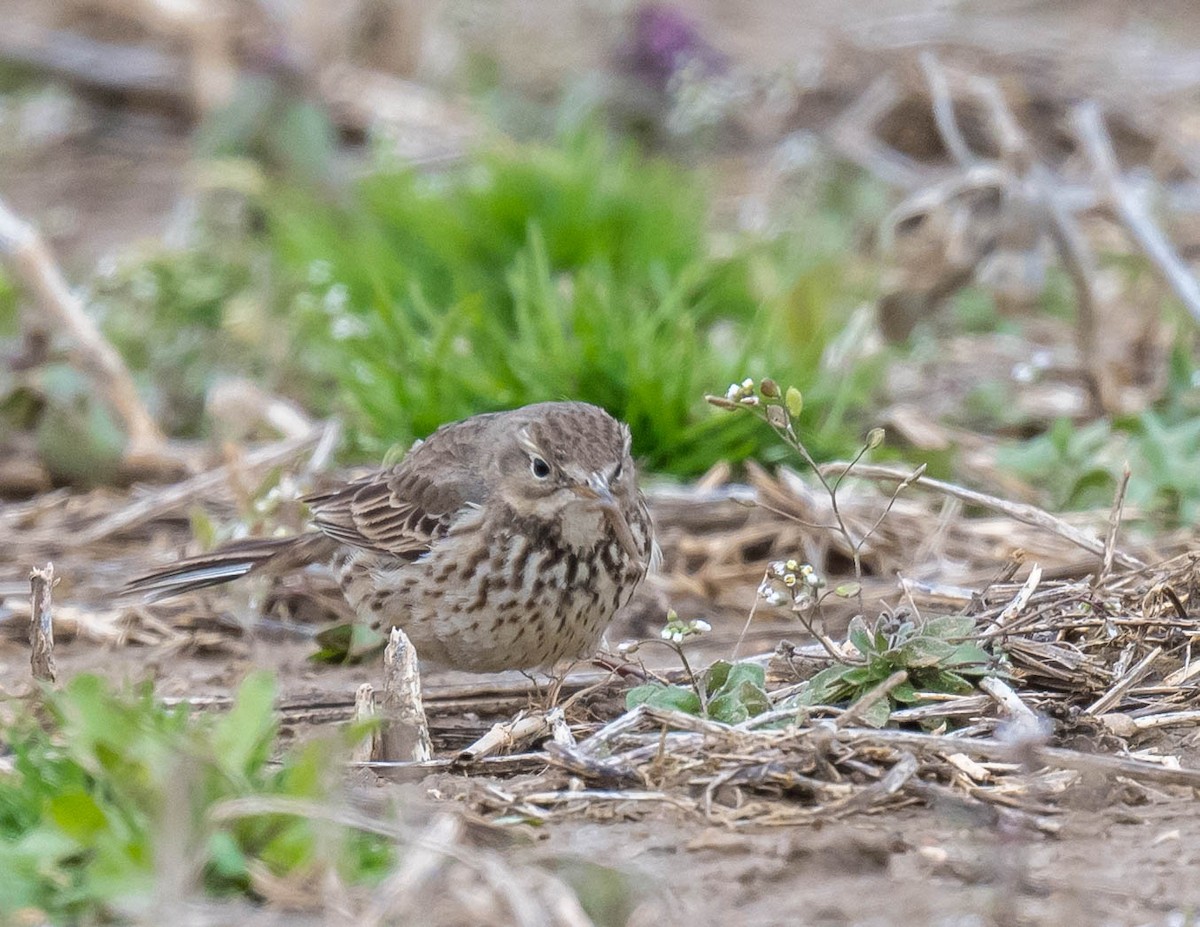 American Pipit - ML616538928