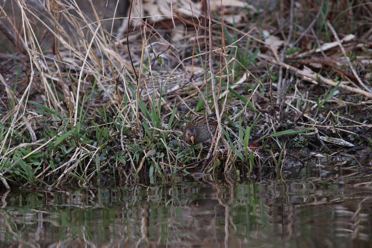 Spotted Crake - ML616538957