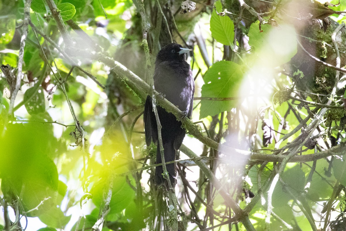 Mountain Cacique (Golden-shouldered) - Xiaoni Xu