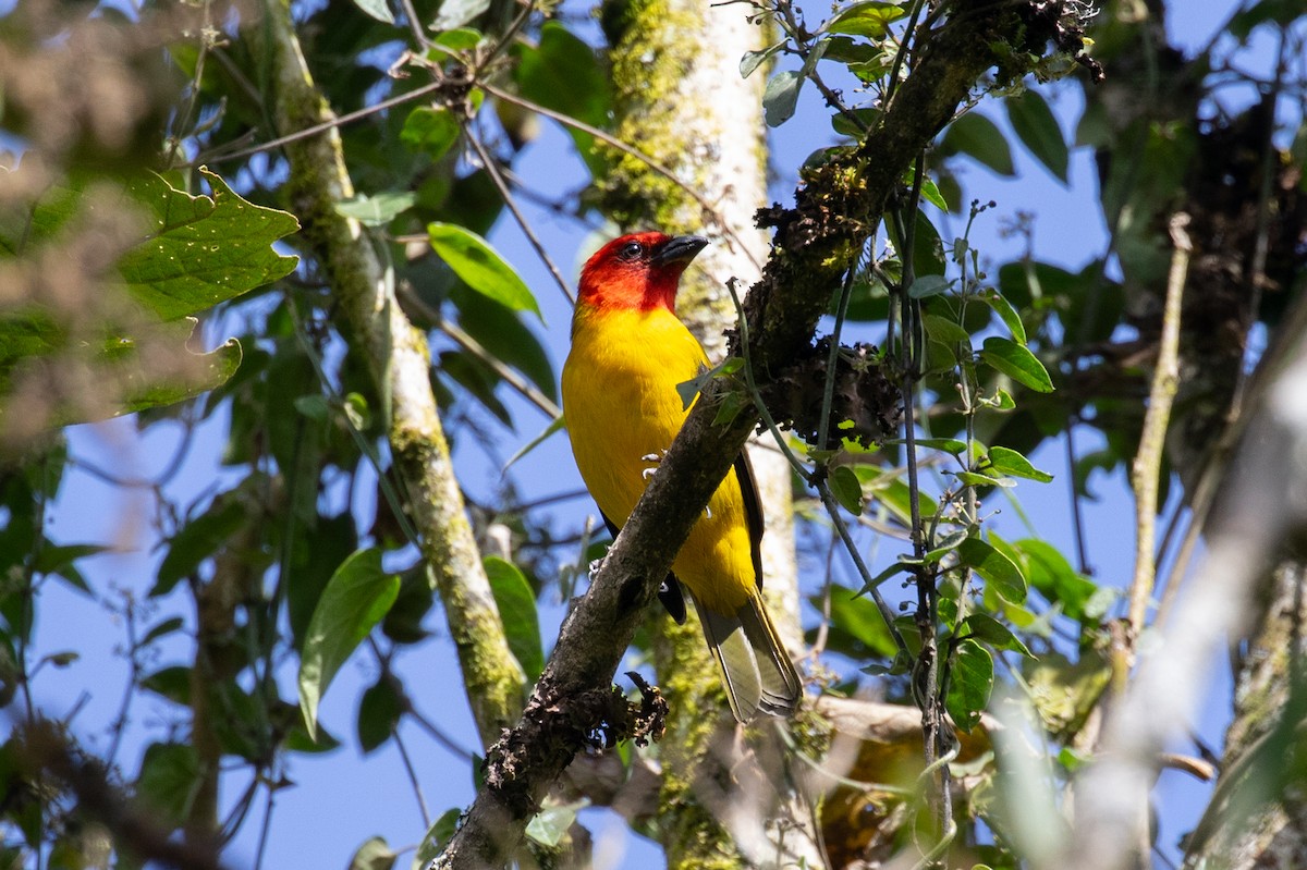 Red-hooded Tanager - ML616538975