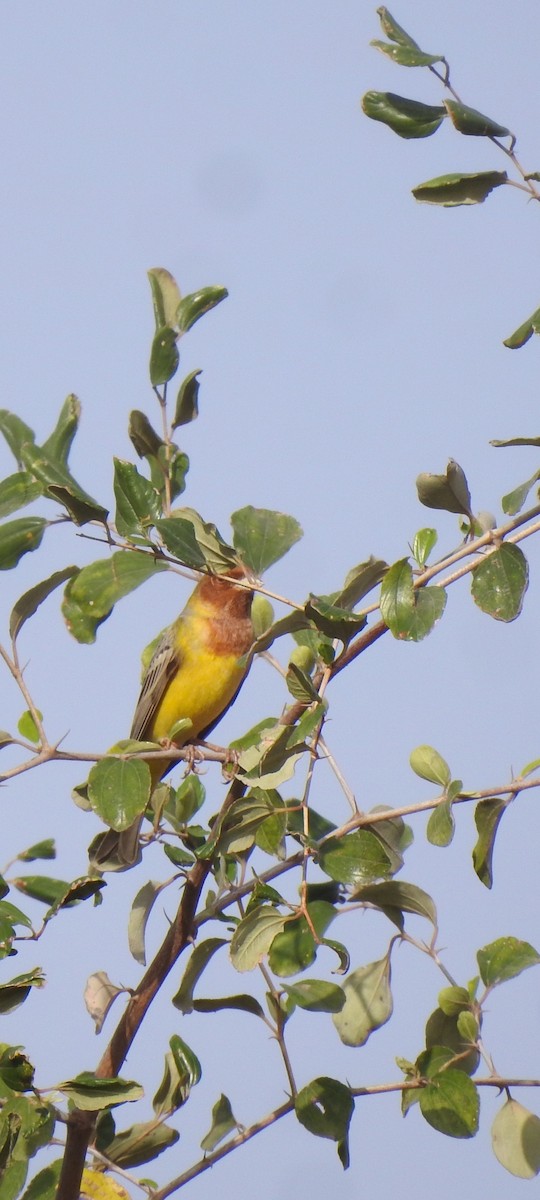 Red-headed Bunting - Ranjeet Singh