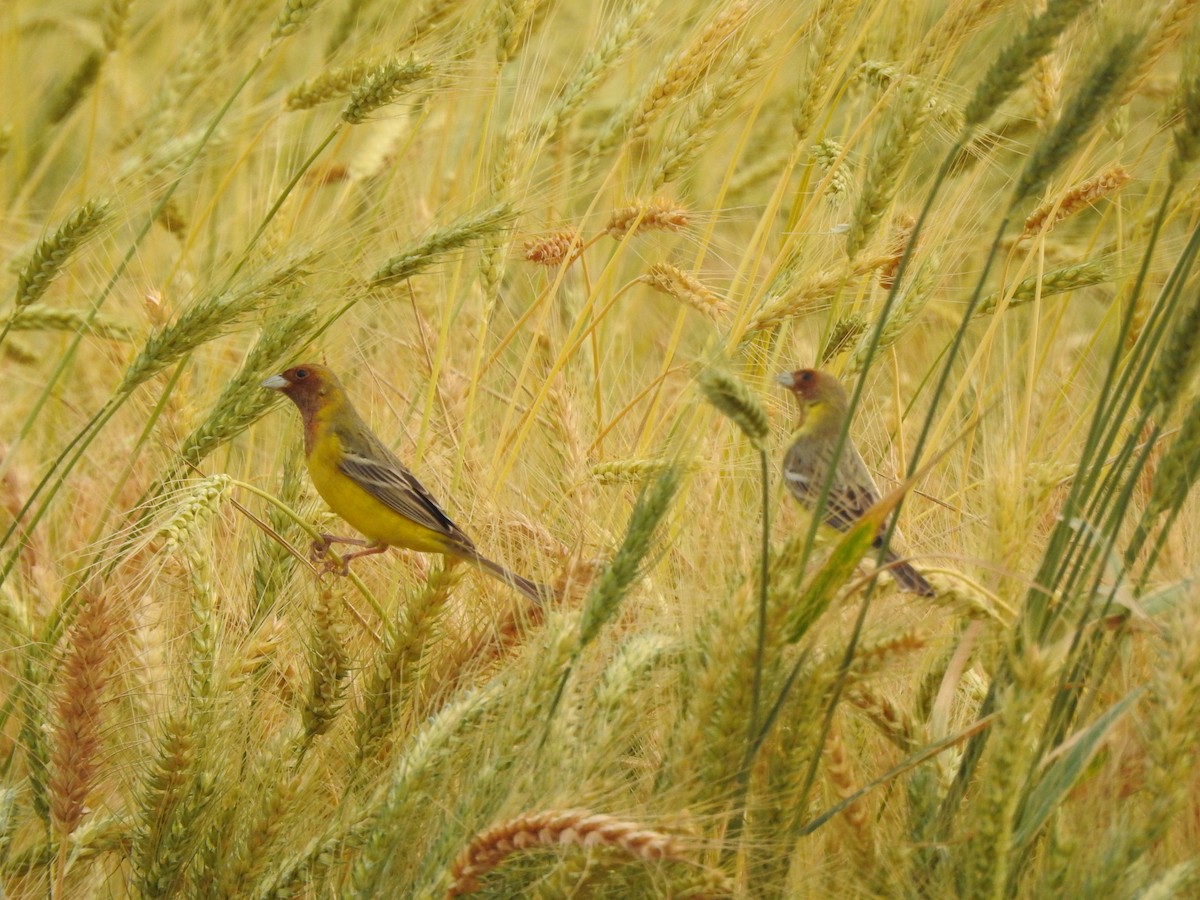 Red-headed Bunting - Ranjeet Singh