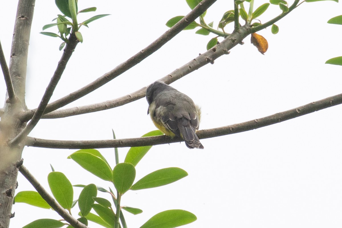 Tropical Kingbird - ML616539016