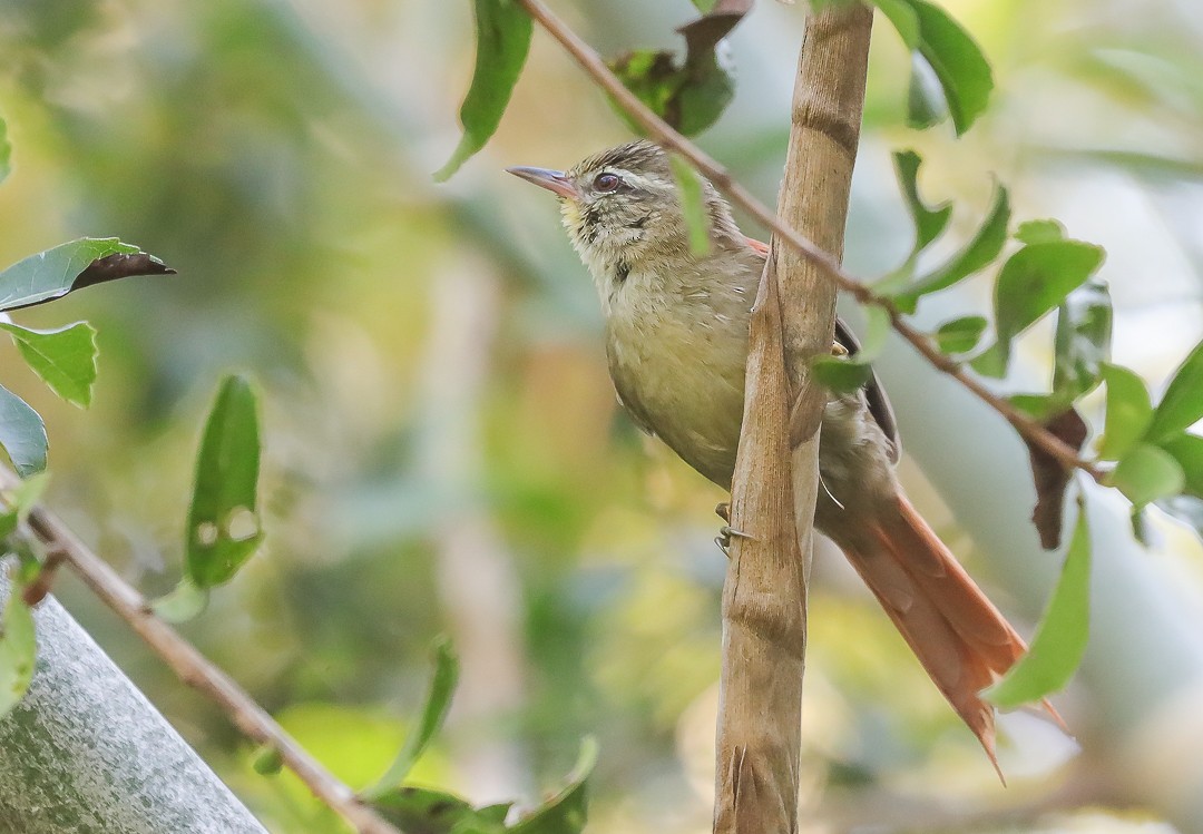 Olive Spinetail - ML616539019